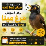 آموزش سخنگو کردن مرغ مینا