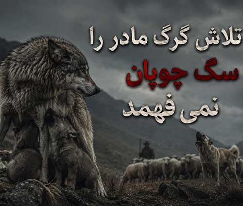 آهنگ تلاش گرگ مادر را سگ چوپان نمیفهمد