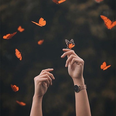 پروانه ها